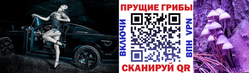 KRAKEN ONION  Урень  Псилоцибиновые грибы мицелий 